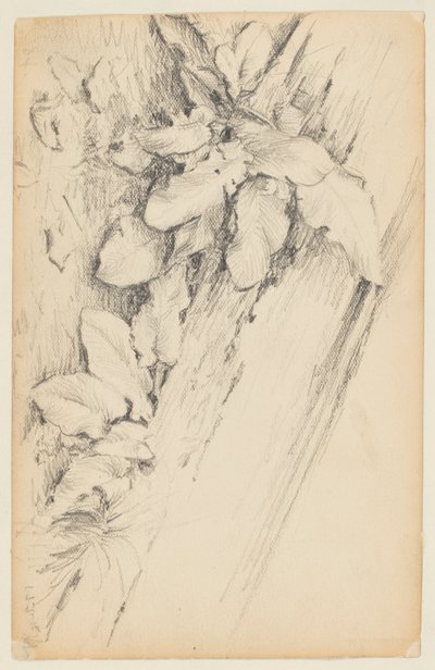 Study of Plants and Rotten Tree Trunk, 155th Street tekijältä Walter Clark