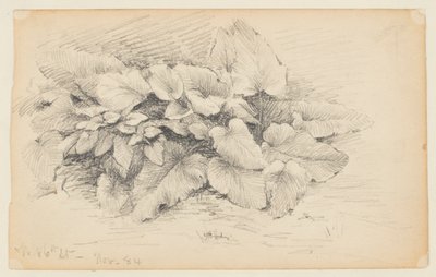 Study of a Plant, West 86th Street tekijältä Walter Clark