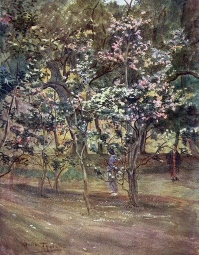 Single Camellias Ueno Parkissa Tokiossa tekijältä Walter Frederick Roofe Tyndale