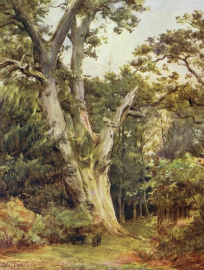 Uusi metsä: Kuningas Boldrewoodissa (väri litho) tekijältä Walter Frederick Roofe Tyndale