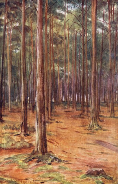 Wessex: Bournemouthin lähellä sijaitsevat mäntymetsät (värilitro). tekijältä Walter Frederick Roofe Tyndale