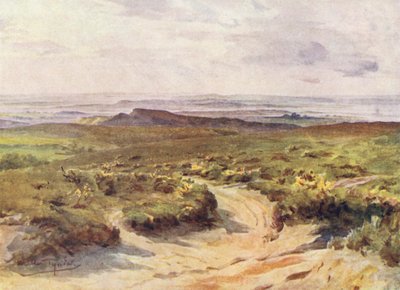 Wessex: Studland Heath, kaukana Poole Harbour (värilitro). tekijältä Walter Frederick Roofe Tyndale