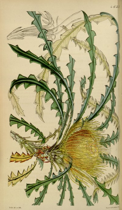 Curtisin kasvitieteellinen aikakauslehti - levy 4633 - Dryandra nobilis tekijältä Walter Hood Fitch