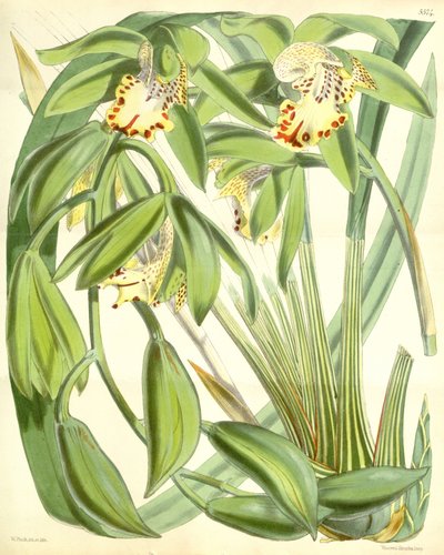 Cymbidium hookerianum tekijältä Walter Hood Fitch