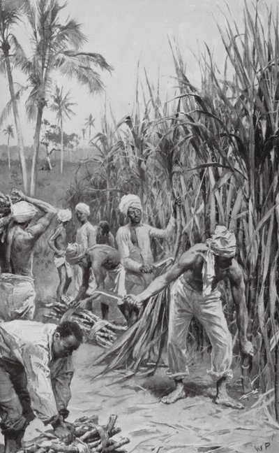 Trinidad Coolies at Work in a Cane-Field (litho) (litografia) tekijältä Walter Paget