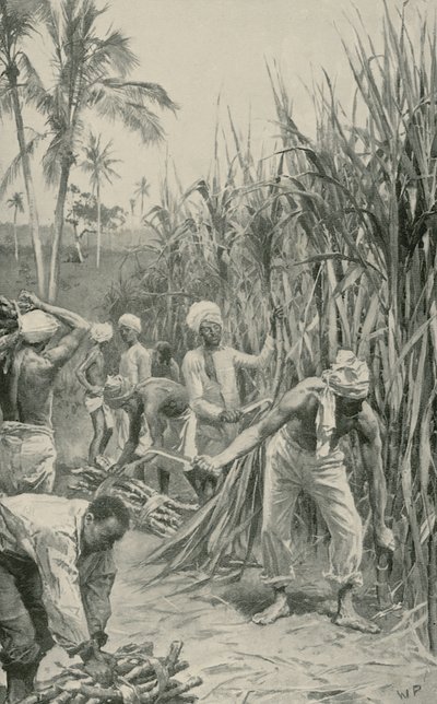 Trinidad Coolies töissä kepipellolla tekijältä Walter Stanley Paget