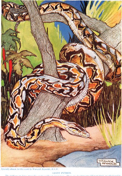 Jättiläispyton, kuvitus teoksesta "The New Natural History", kirjoittanut John Arthur Thompson (1861-1933), julkaissut G.P. Putnam