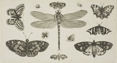 Sudenkorento, leppäkerttuja ja perhosia, kirjasta Diversae Insectorum...Figurae tekijältä Wenceslaus Hollar