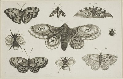 Koi, perhoset ja mehiläiset tekijältä Wenceslaus Hollar