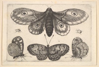 Koi, kolme perhosta ja kaksi kovakuoriaista, 1646. tekijältä Wenceslaus Hollar