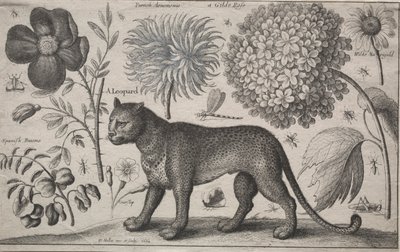 Eläimet ja kasvit: Leopardi kasvien ja hyönteisten kanssa, 1662. tekijältä Wenceslaus Hollar