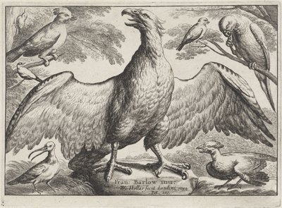 Kotka Erilaisia ​​lintuja (sarjan nimi) tekijältä Wenceslaus Hollar