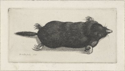 kuollut myyrä tekijältä Wenceslaus Hollar