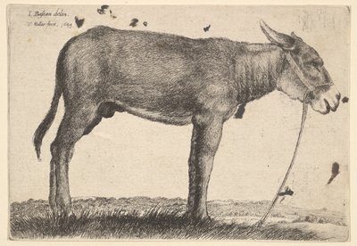 Aasi, 1649. tekijältä Wenceslaus Hollar