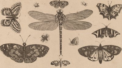 Sudenkorento, leppäkerttu ja perhoset. tekijältä Wenceslaus Hollar