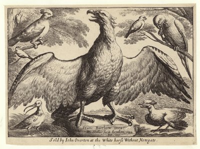 Kotka ja muut linnut tekijältä Wenceslaus Hollar