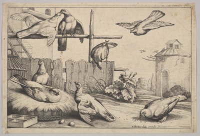 Kahdeksan kyyhkystä, 1625-77. tekijältä Wenceslaus Hollar