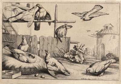 Kahdeksan kyyhkystä. Valtio 1 tekijältä Wenceslaus Hollar