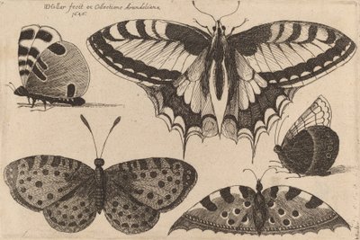 Viisi perhosta, 1646. tekijältä Wenceslaus Hollar