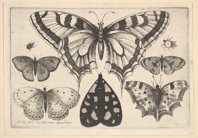 Viisi perhosta, koi ja kaksi kovakuoriaista, 1646. tekijältä Wenceslaus Hollar