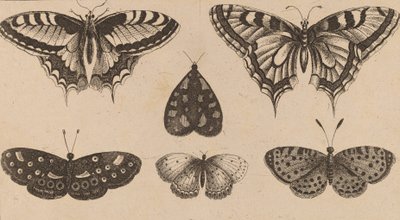 Viisi perhosta ja koi. tekijältä Wenceslaus Hollar