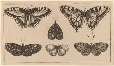 Viisi perhosta ja koi tekijältä Wenceslaus Hollar