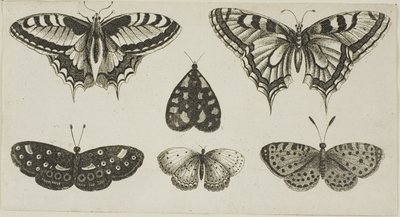Viisi perhosta ja koi tekijältä Wenceslaus Hollar