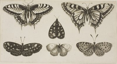 Viisi perhosta ja koi tekijältä Wenceslaus Hollar
