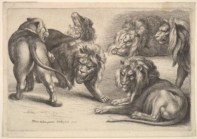 Viisi leijonaa ja lioness, 1646. tekijältä Wenceslaus Hollar