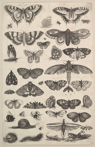 Neljäkymmentäyksi hyönteistä, mukaan lukien koit ja perhoset, 1625-77. tekijältä Wenceslaus Hollar