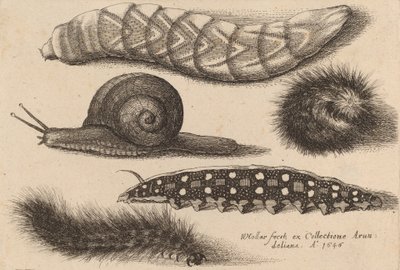 Neljä toukkaa ja etana, 1646. tekijältä Wenceslaus Hollar