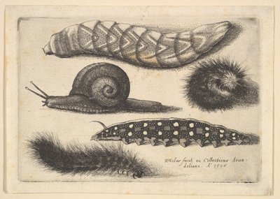 Neljä toukkaa ja etana, 1646. tekijältä Wenceslaus Hollar
