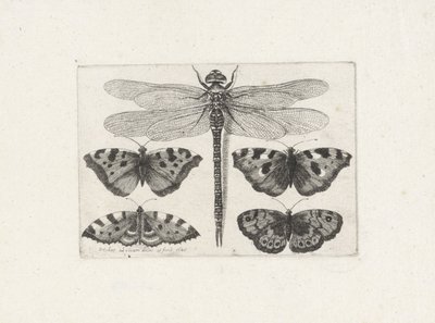 Sudenkorento ja neljä perhosta tekijältä Wenceslaus Hollar
