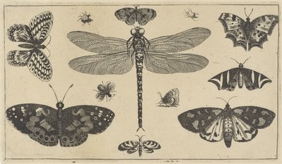 Sudenkorento, leppäkerttu ja perhosia Erilaisia ​​hyönteisiä (sarjan nimi) Diversae Insectorum (sarjan nimi) tekijältä Wenceslaus Hollar
