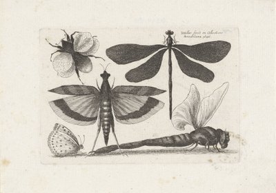 Sudenkorennot, perhonen ja kimalainen Hyönteiset (sarjan nimi) Muscarum Scarabeorum (sarjan nimi) tekijältä Wenceslaus Hollar