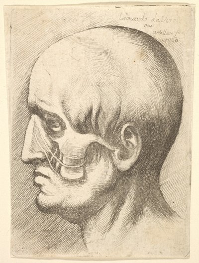 Miehen pää profiilissa vasemmalla, lihakset esillä, 1660. tekijältä Wenceslaus Hollar
