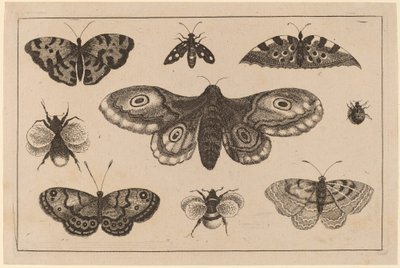 Koi, perhoset ja mehiläiset tekijältä Wenceslaus Hollar