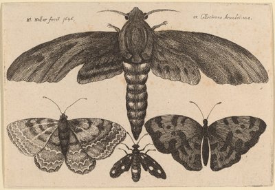 Koi ja kolme perhosta tekijältä Wenceslaus Hollar