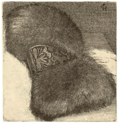 Muhvi Brocade-nauhalla tekijältä Wenceslaus Hollar