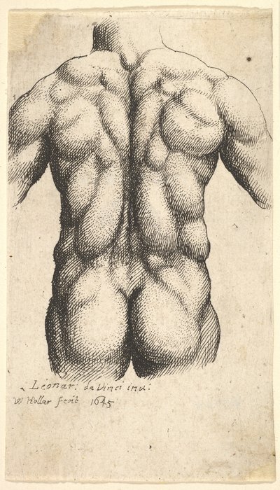Alaston miehen vartalo takaa katsottuna, 1645. tekijältä Wenceslaus Hollar
