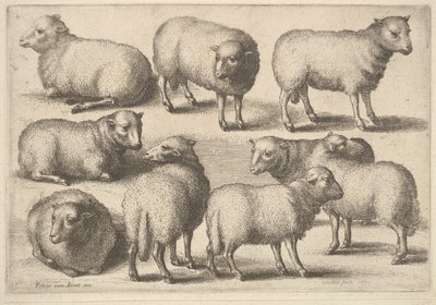 Yhdeksän lammasta, 1646. tekijältä Wenceslaus Hollar