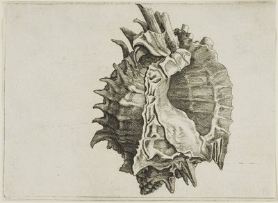 Pink-Mouth Murex (phyllonotus erythrostomus) tekijältä Wenceslaus Hollar
