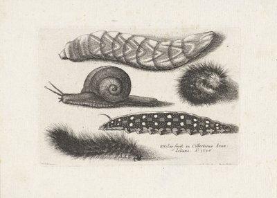 Toukat ja etana Hyönteiset (sarjan nimi) Muscarum Scarabeorum (sarjan nimi) tekijältä Wenceslaus Hollar