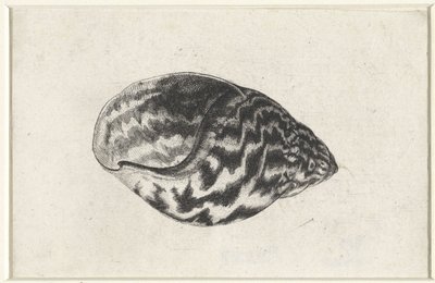 Kuori, achatina achatina Shells (sarjan nimi) tekijältä Wenceslaus Hollar