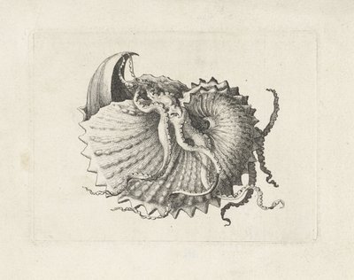 Kuori, argonauta nodosa Shells (sarjan nimi) tekijältä Wenceslaus Hollar
