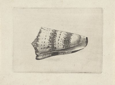Shell, cone imperialis Shells (sarjan nimi) tekijältä Wenceslaus Hollar