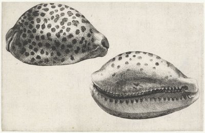 Kuori, cypraea tigris Shells (sarjan nimi) tekijältä Wenceslaus Hollar