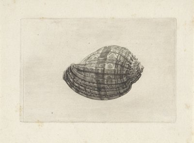 Shell, harpa-duuri Shells (sarjan nimi) tekijältä Wenceslaus Hollar