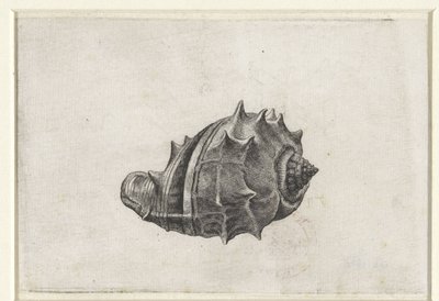 Kuori, melongena melongena Shells (sarjan nimi) tekijältä Wenceslaus Hollar