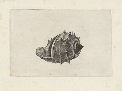 Kuori, melongena melongena Shells (sarjan nimi) tekijältä Wenceslaus Hollar